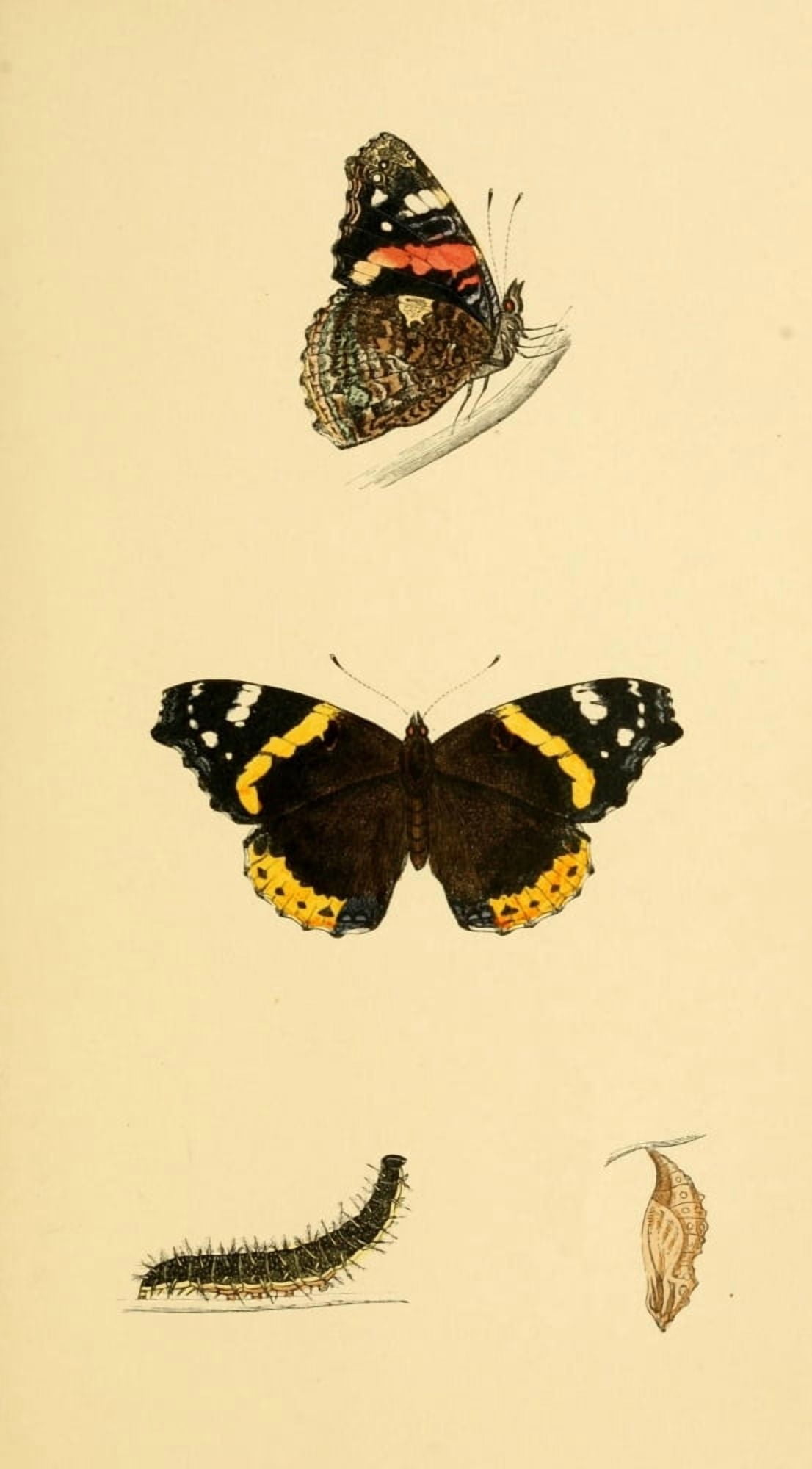 History of British Butterflies 1853 Red Admiral Canvas Art - Unknown (24 x 36)