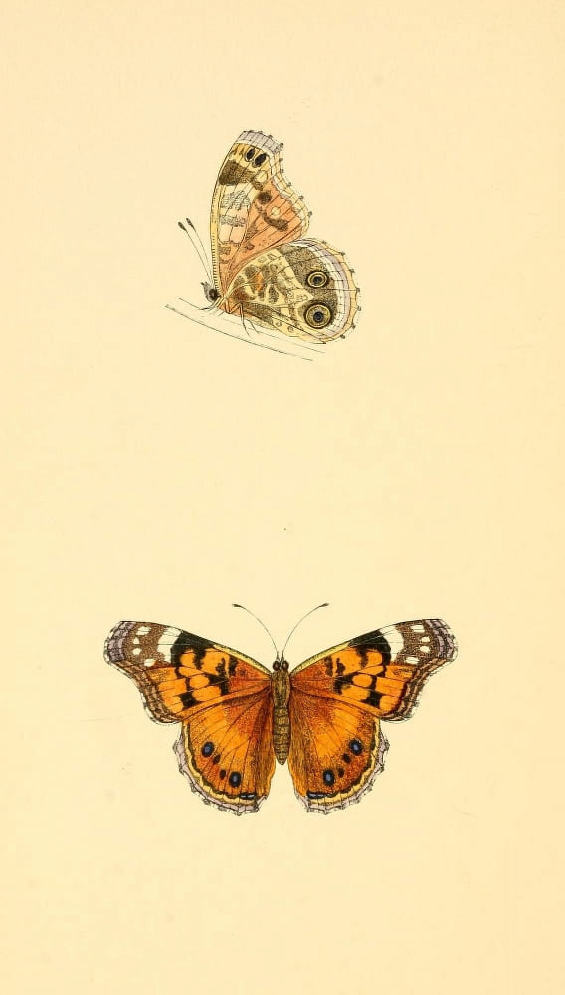 History of British Butterflies 1853 Scarce Painted Lady Canvas Art - Unknown (18 x 24)