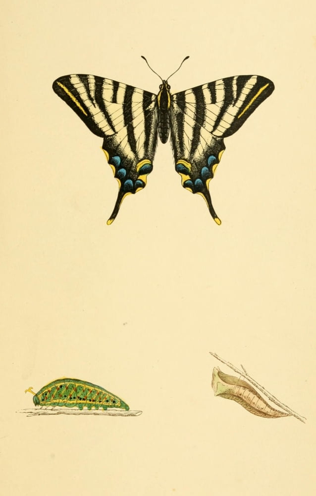 History of British Butterflies 1853 Scarce Swallowtail Canvas Art - Unknown (18 x 24)