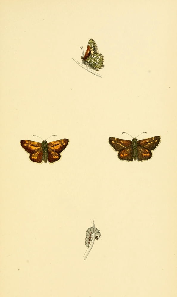 History of British Butterflies 1853 Silver-Spotted Skipper Canvas Art - Unknown (24 x 36)