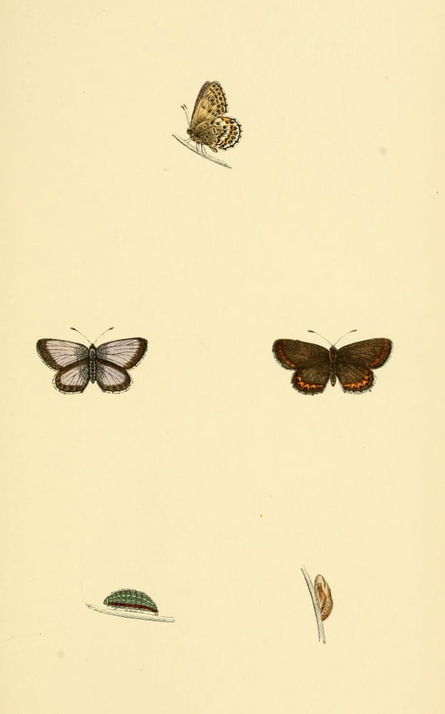 History of British Butterflies 1853 Silver-studded Blue 1 Canvas Art - Unknown (24 x 36)