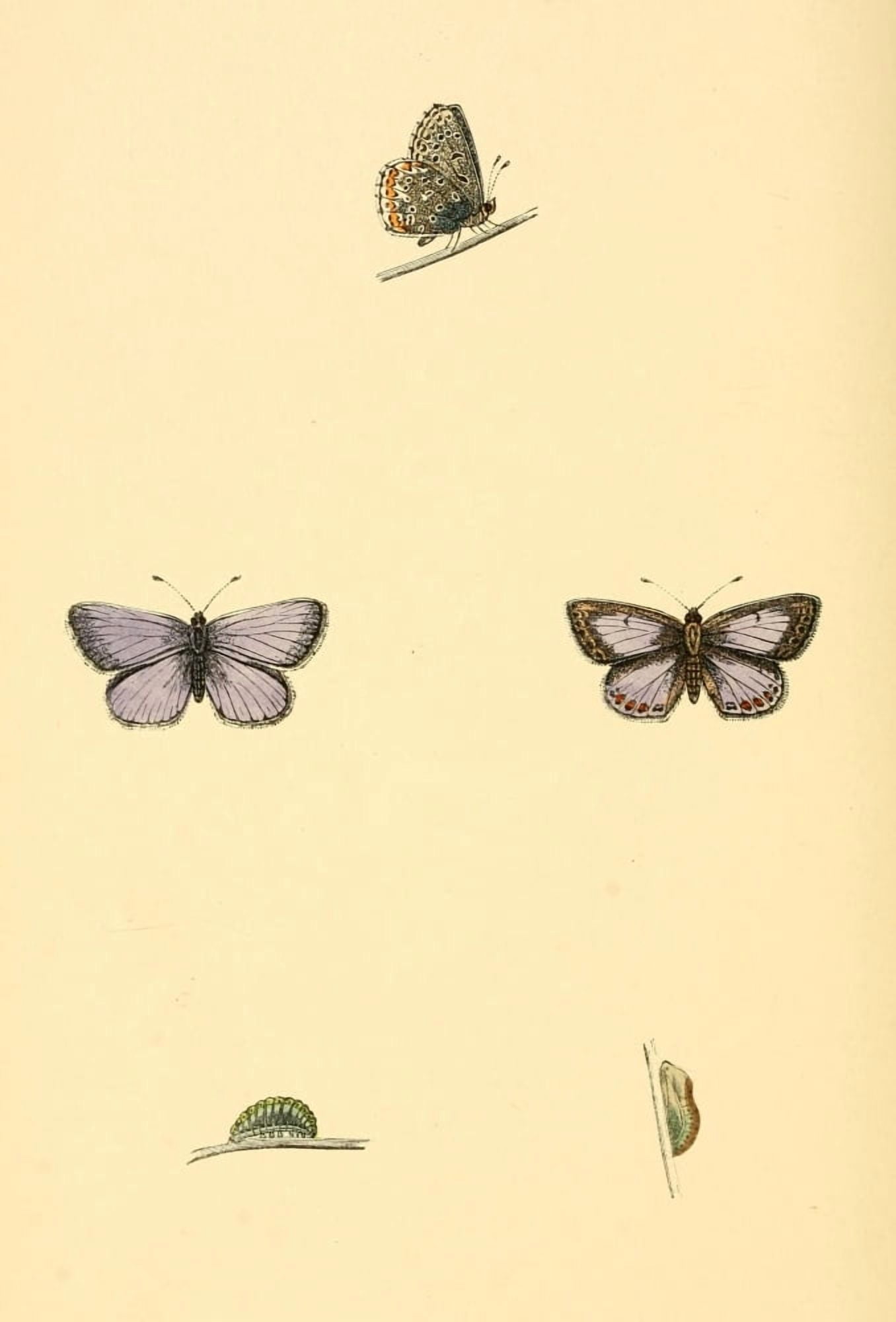 History of British Butterflies 1853 Silver-studded Blue 2 Canvas Art - Unknown (18 x 24)