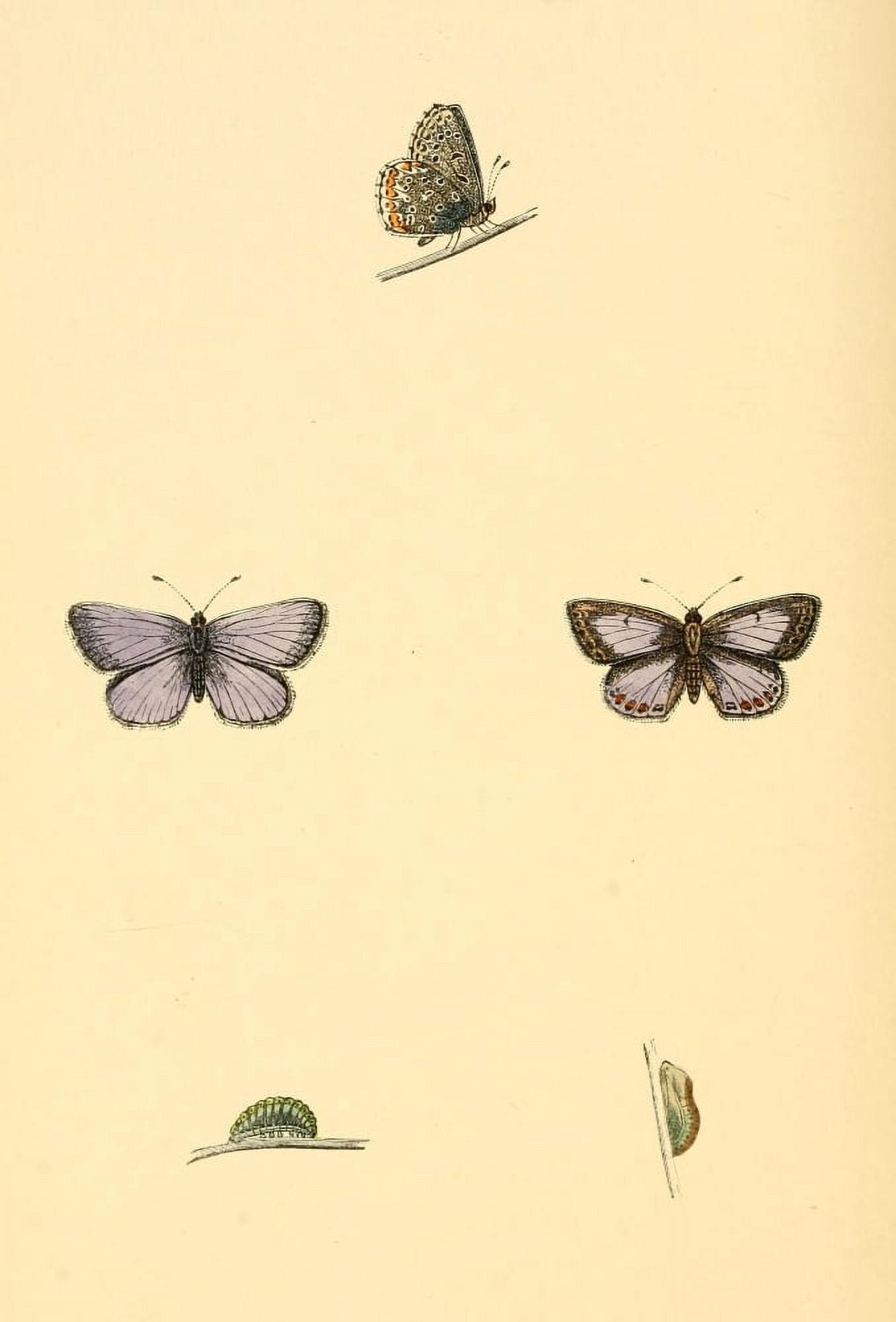 History of British Butterflies 1853 Silver-studded Blue 2 Canvas Art - Unknown (24 x 36)