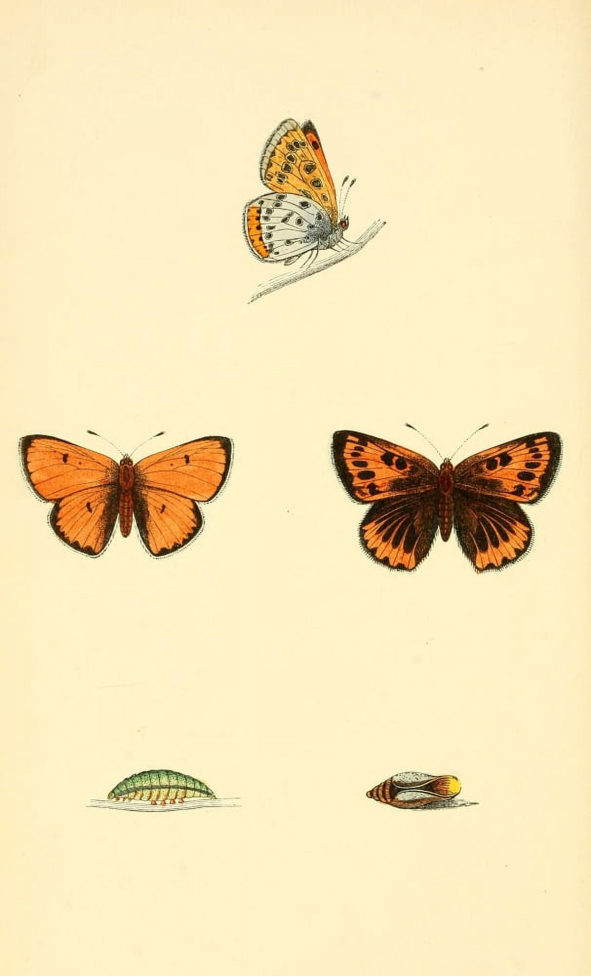 History of British Butterflies 1853 Silver-washed Fritillary Canvas Art - Unknown (18 x 24)