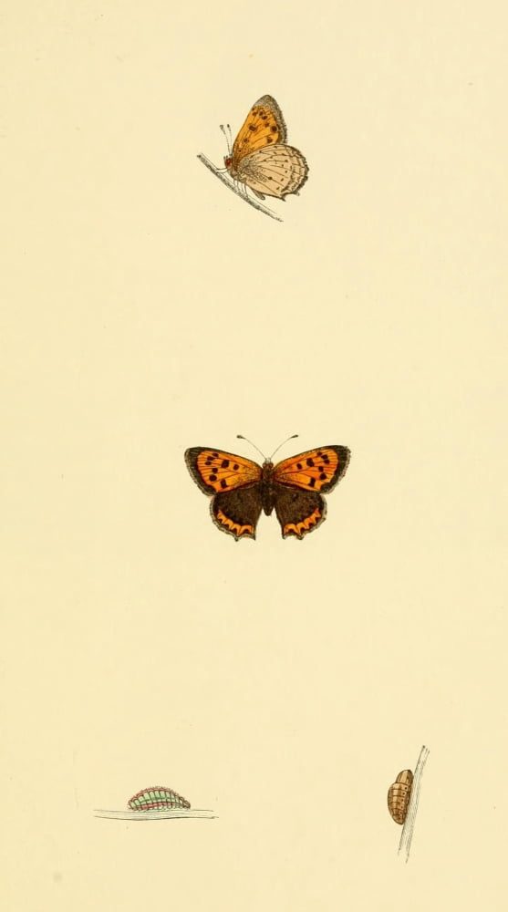 History of British Butterflies 1853 Small Copper Canvas Art - Unknown (18 x 24)
