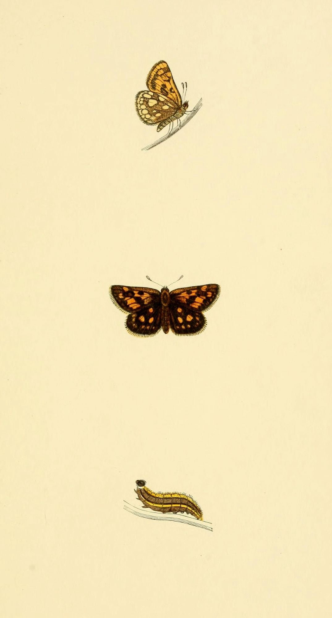 History of British Butterflies 1853 Spotted Skipper Canvas Art - Unknown (18 x 24)