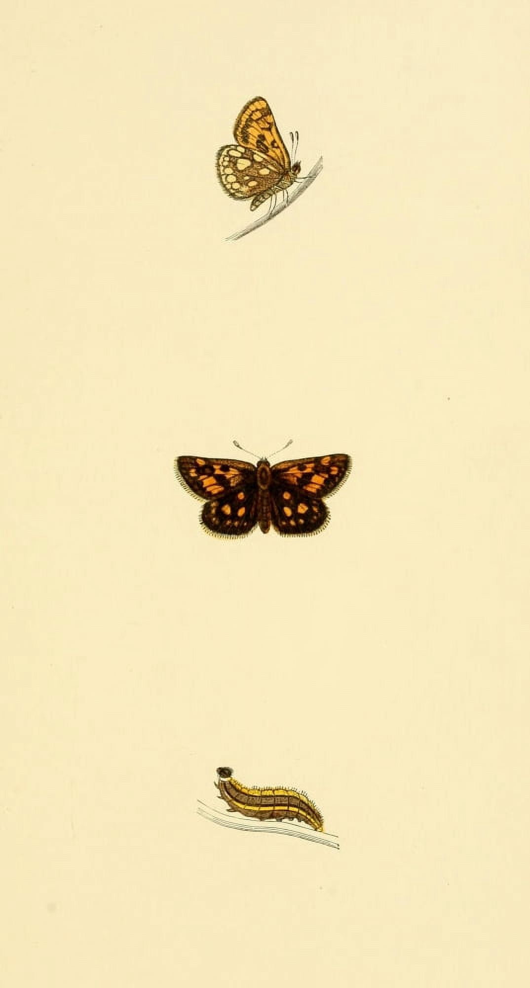 History of British Butterflies 1853 Spotted Skipper Canvas Art - Unknown (24 x 36)