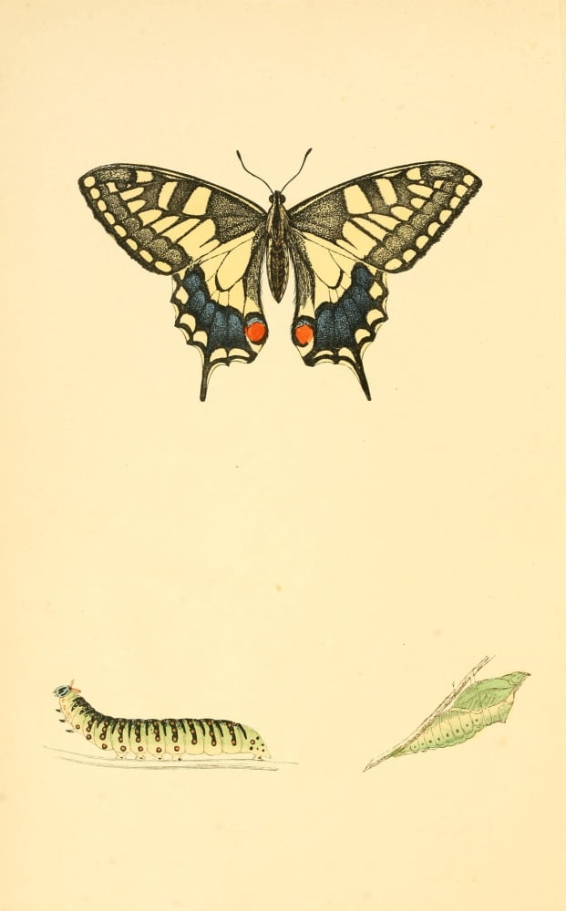 History of British Butterflies 1853 Swallowtail Canvas Art - Unknown (18 x 24)