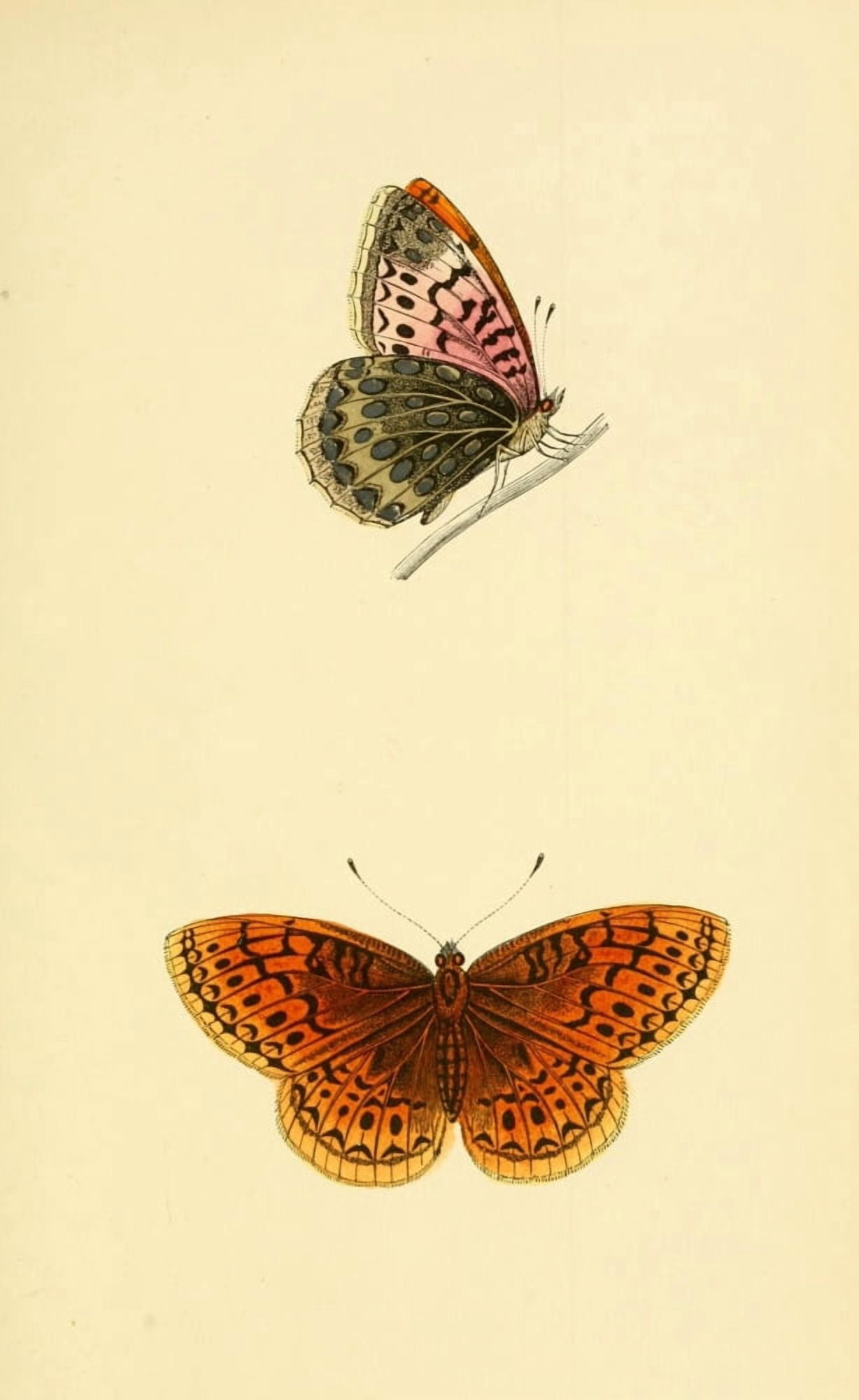 History of British Butterflies 1853 Venus Fritillary Canvas Art - Unknown (18 x 24)