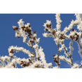 thumbnail image 1 of Hoar Frost Adorns Alder Branches Following An Extended Period Of Sub Zero Winter Weather. Poster Print, 1 of 3