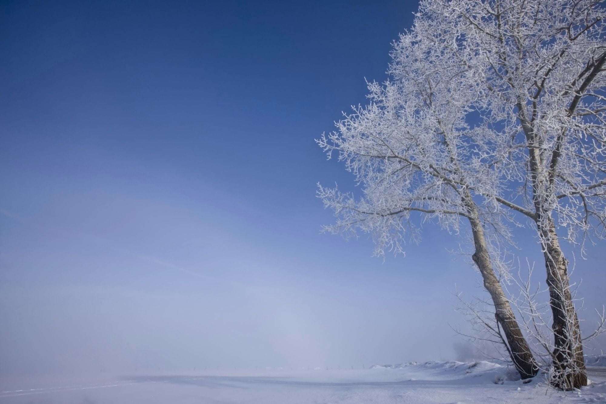 Hoar Frost Covered Poplar Trees On A Foggy Winter Morning Central Alberta Canvas Art - Dan Jurak Design Pics (17 x 11)