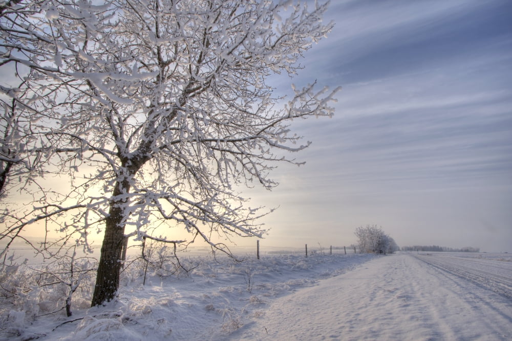 Hoar Frost Covered Tree Along A Snow Covered Road At Sunset Rural Alberta Canvas Art - Dan Jurak Design Pics (34 x 22)