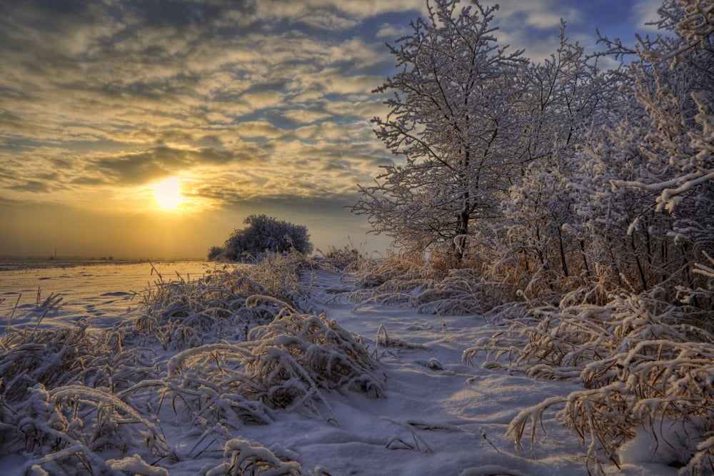 Hoar Frost Covered Trees At Sunrise In The Alberta Prairies Canvas Art - Dan Jurak Design Pics (17 x 11)