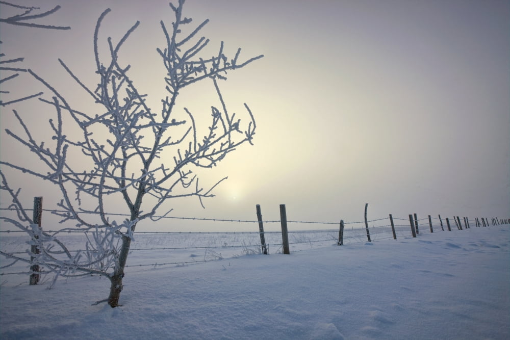 Hoar Frost Covering Trees And Barbed Wire Fence On Winter Morning Central Alberta Canvas Art - Dan Jurak Design Pics (17 x 11)