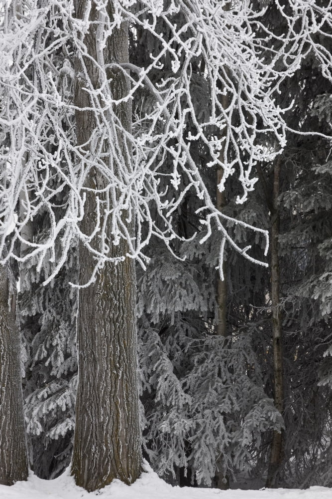 Hoar Frost On Deciduous And Conifer Trees At Russian Jack Park Golf Course In Anchorage Southcentral Alaska Winter Canvas Art - Hal Gage Design Pics (24 x 38)