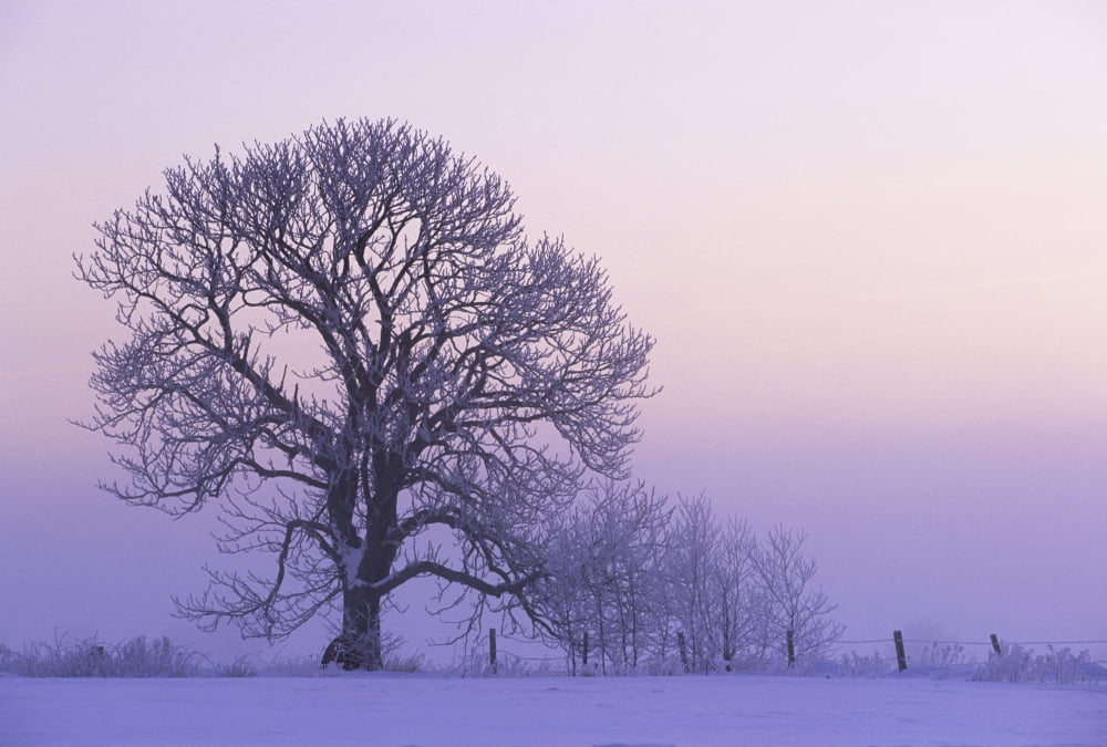 Hoar Frost On Tree Ebenezer Prince Edward Island Canvas Art - John Sylvester Design Pics (34 x 24)