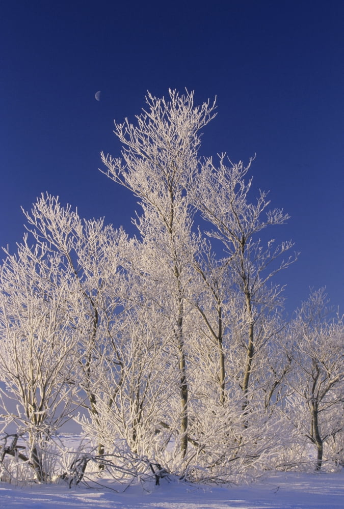 Hoar Frost On Tree Milton Prince Edward Island Canvas Art - John Sylvester Design Pics (24 x 34)
