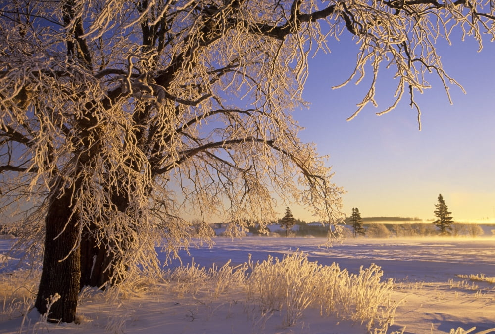 Hoar Frost On Tree Milton Prince Edward Island Canvas Art - John Sylvester Design Pics (34 x 22)