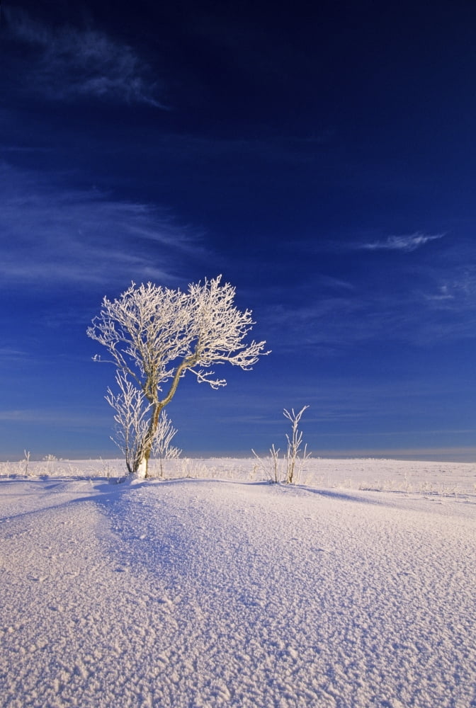 Hoar Frost On Trees Bungay Prince Edward Island Canvas Art - John Sylvester Design Pics (11 x 17)
