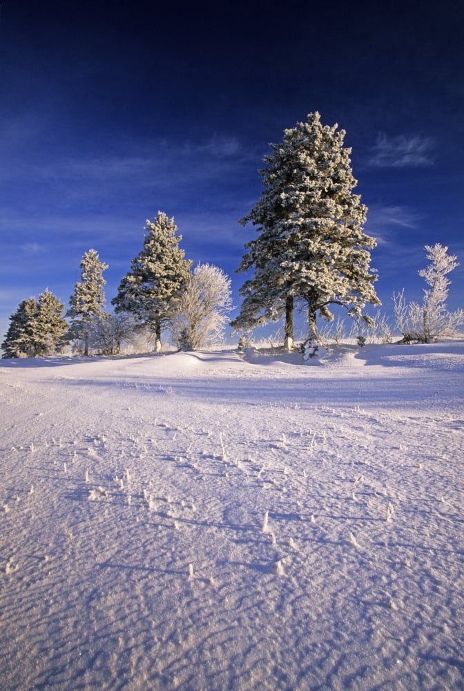 Hoar Frost On Trees Bungay Prince Edward Island Canvas Art - John Sylvester Design Pics (11 x 17)