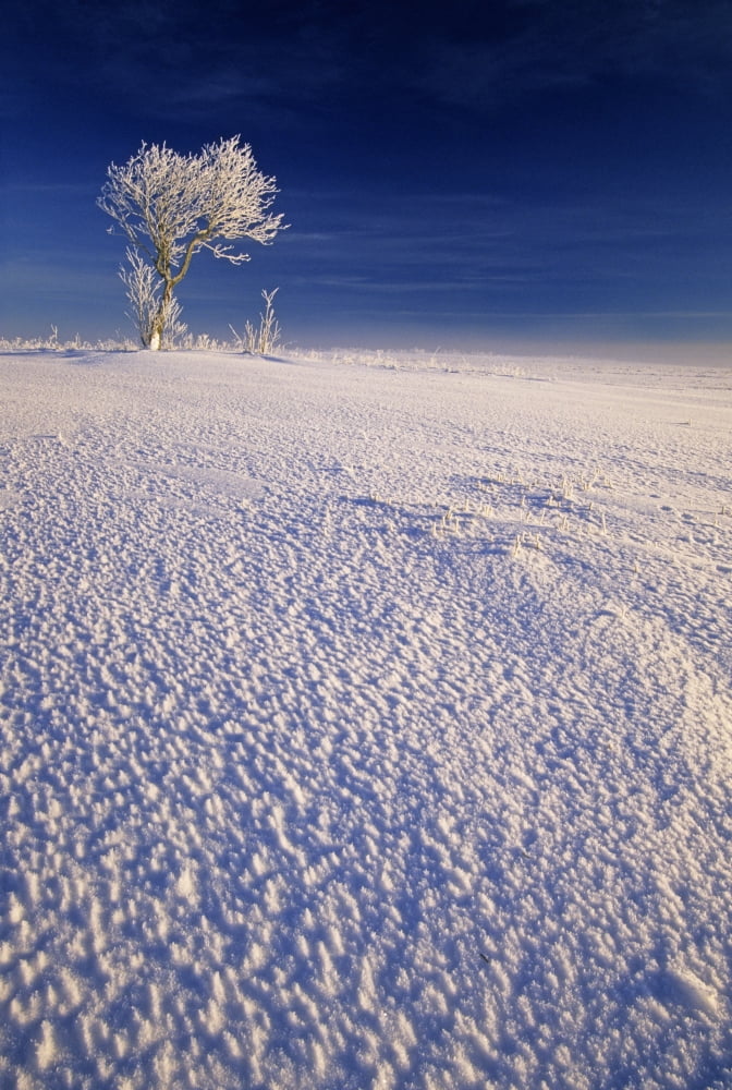 Hoar Frost On Trees Bungay Prince Edward Island Canvas Art - John Sylvester Design Pics (11 x 17)