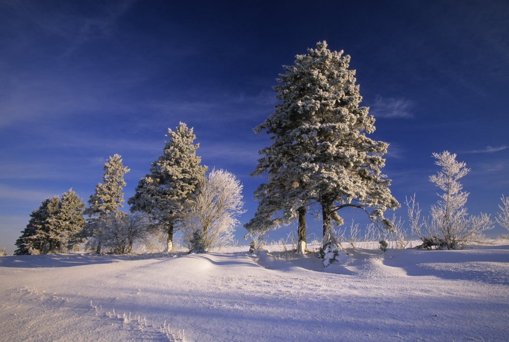 Hoar Frost On Trees Bungay Prince Edward Island Canvas Art - John Sylvester Design Pics (34 x 22)