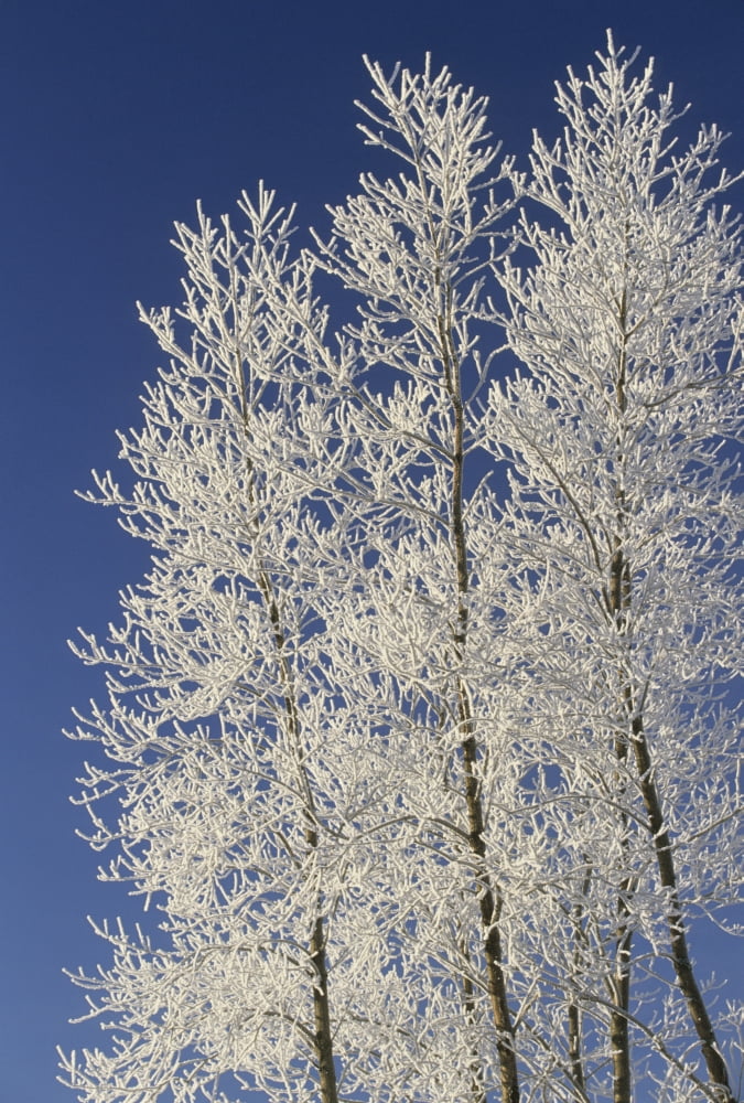 Hoar Frost On Trees Milton Prince Edward Island Canvas Art - John Sylvester Design Pics (12 x 17)