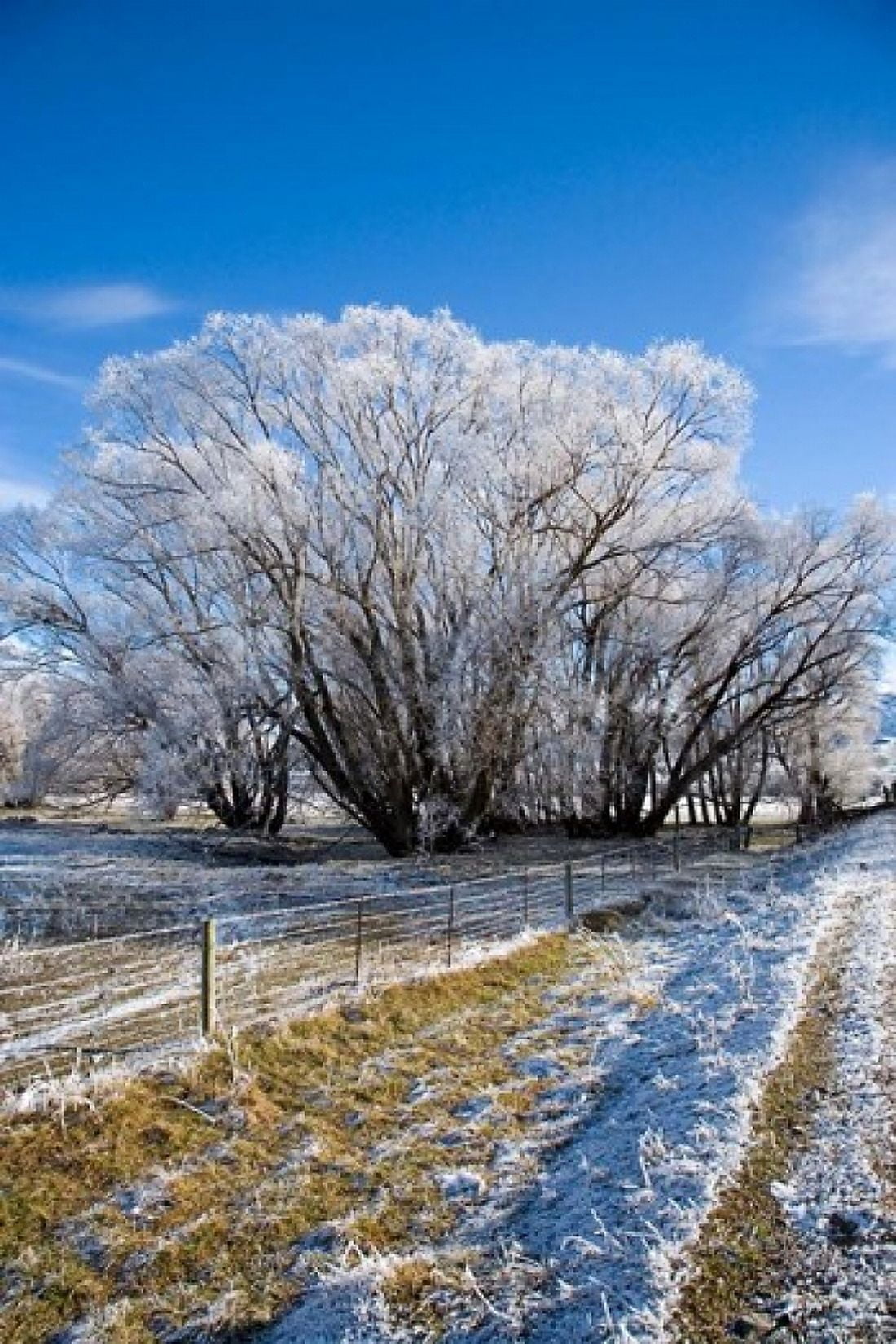 Hoar Frost Oturehua South Island New Zealand Canvas Art - David Wall DanitaDelimont (17 x 26)