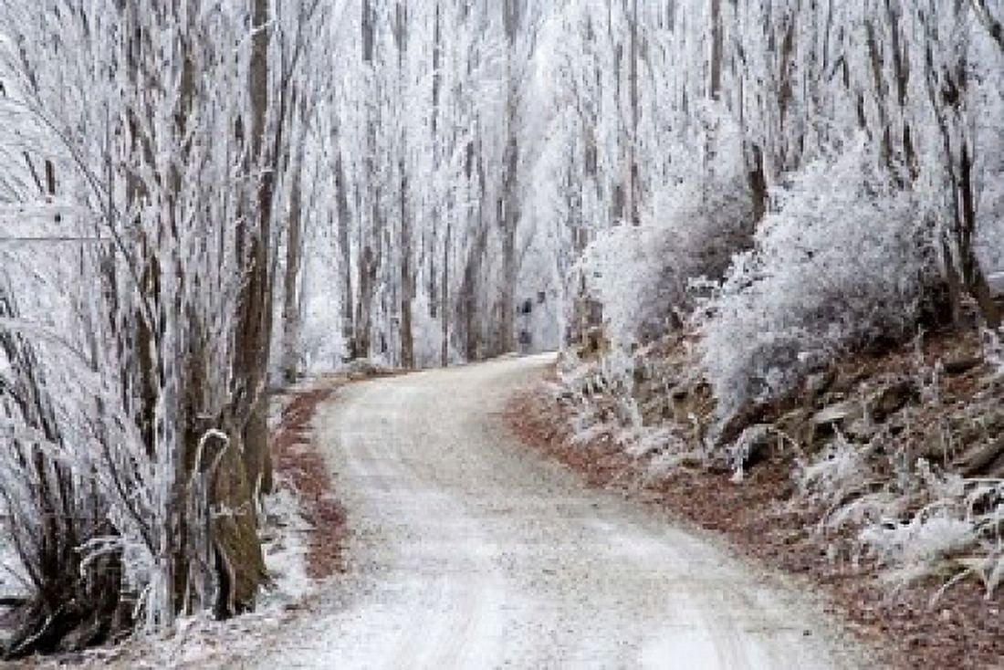 Hoar Frost and Road by Butchers Dam South Island New Zealand (horizontal) Canvas Art - David Wall DanitaDelimont (34 x 23)