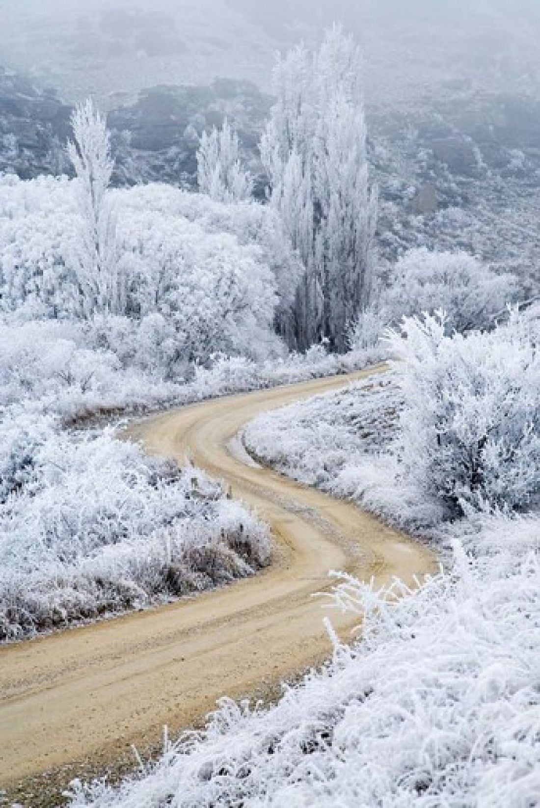 Hoar Frost and Road by Butchers Dam South Island New Zealand (vertical) Canvas Art - David Wall DanitaDelimont (11 x 17)