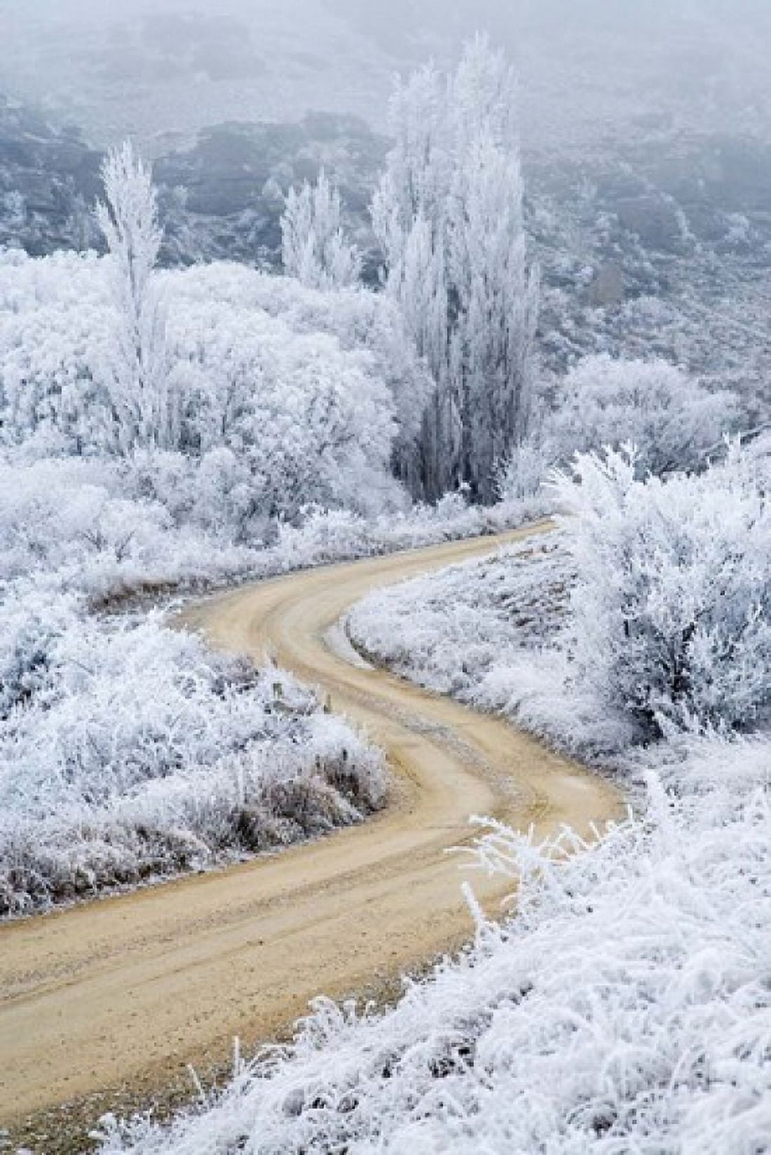 Hoar Frost and Road by Butchers Dam South Island New Zealand (vertical) Canvas Art - David Wall DanitaDelimont (23 x 34)