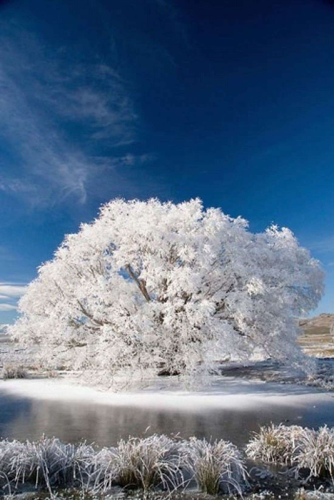 Hoar Frost on Willow Tree near Omakau Central Otago South Island New Zealand Canvas Art - David Wall DanitaDelimont (23 x 34)