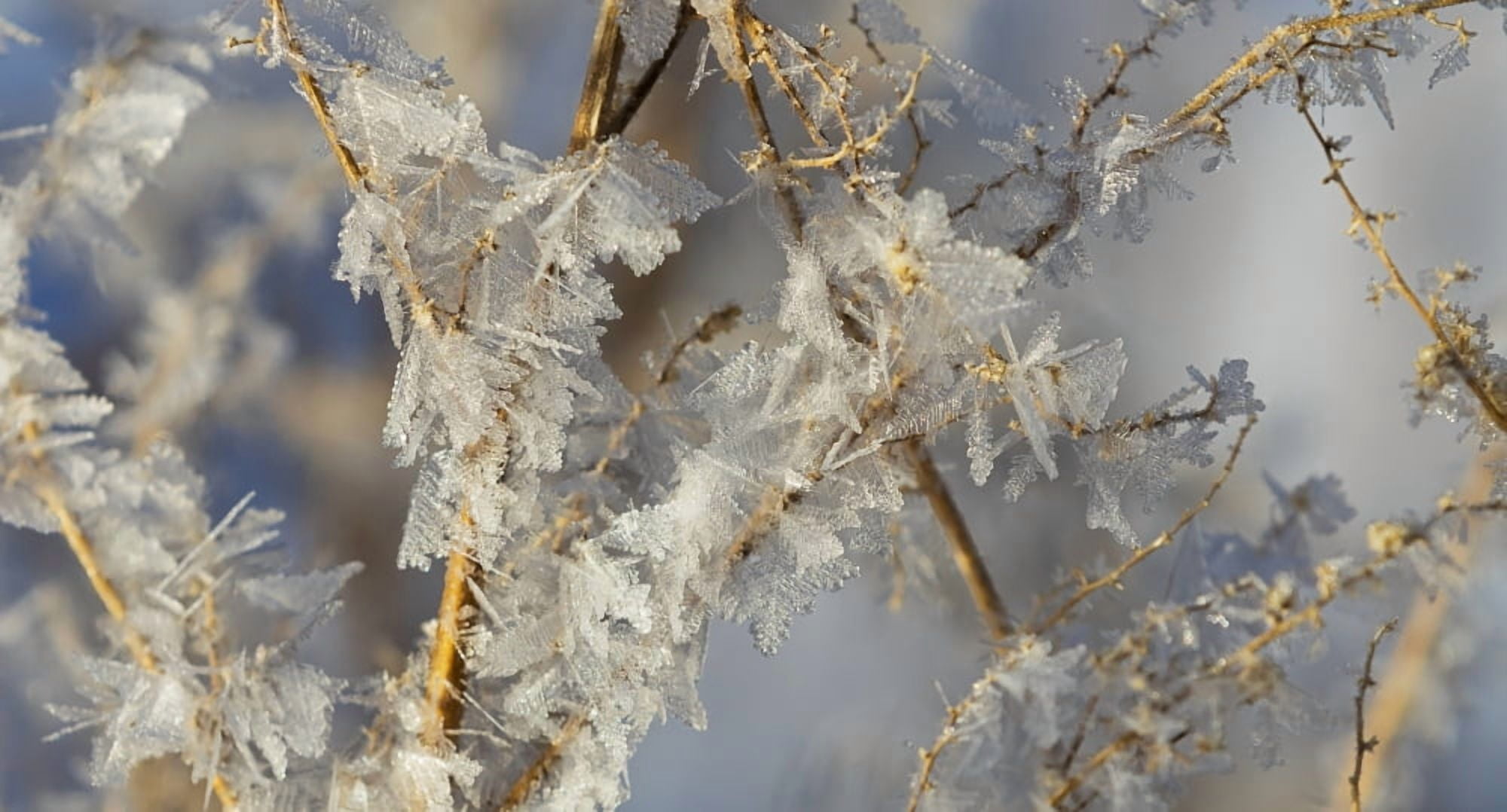 Hoar frost on branches Alberta Canada Canvas Art - Ron Harris Design Pics (42 x 22)