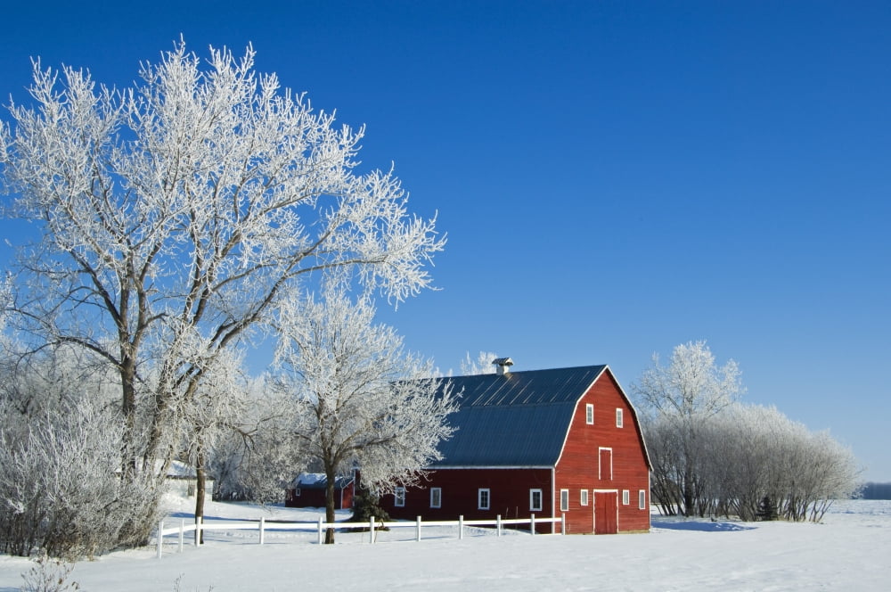Hoarfrost And Red Barn Grande Pointe Manitoba Canvas Art - Mike Grandmaison Design Pics (17 x 11)
