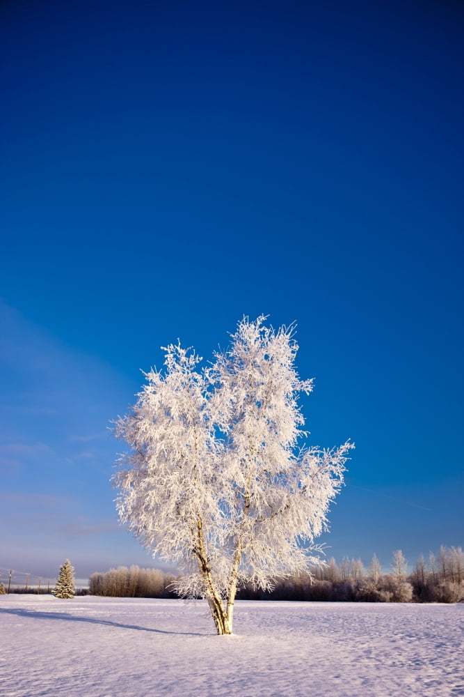 Hoarfrost Covered Birch Tree Winter Interior Alaska Canvas Art - Kevin Smith Design Pics (12 x 18)