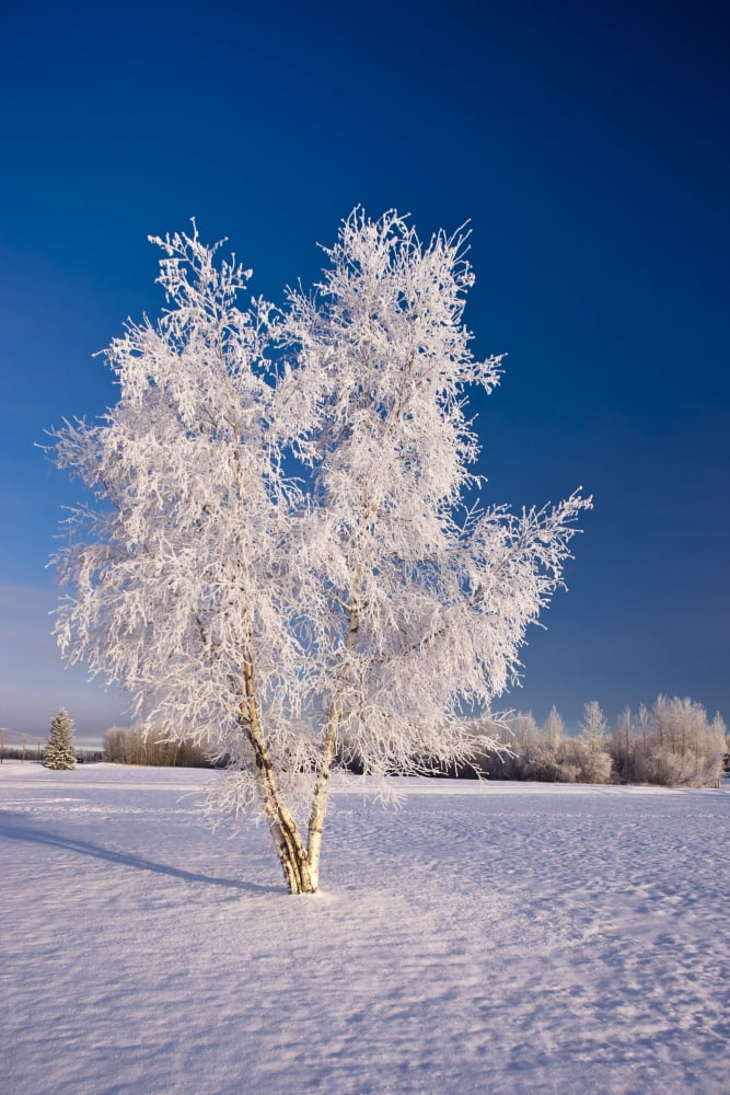 Hoarfrost Covered Birch Tree Winter Interior Alaska Usa Canvas Art - Kevin Smith Design Pics (12 x 18)