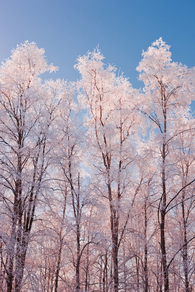 Hoarfrost Covered Birch Trees In Russian Jack Park Anchorage Alaska Canvas Art - Kevin Smith Design Pics (24 x 38)
