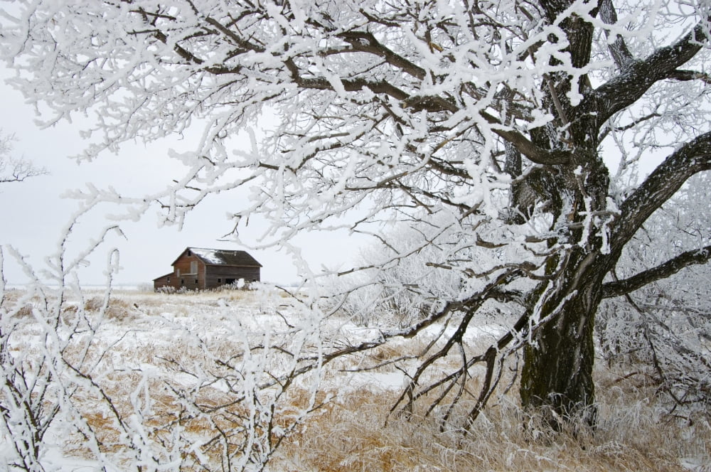 Hoarfrost In Countryside Near Altona Manitoba Canvas Art - Mike Grandmaison Design Pics (18 x 12)