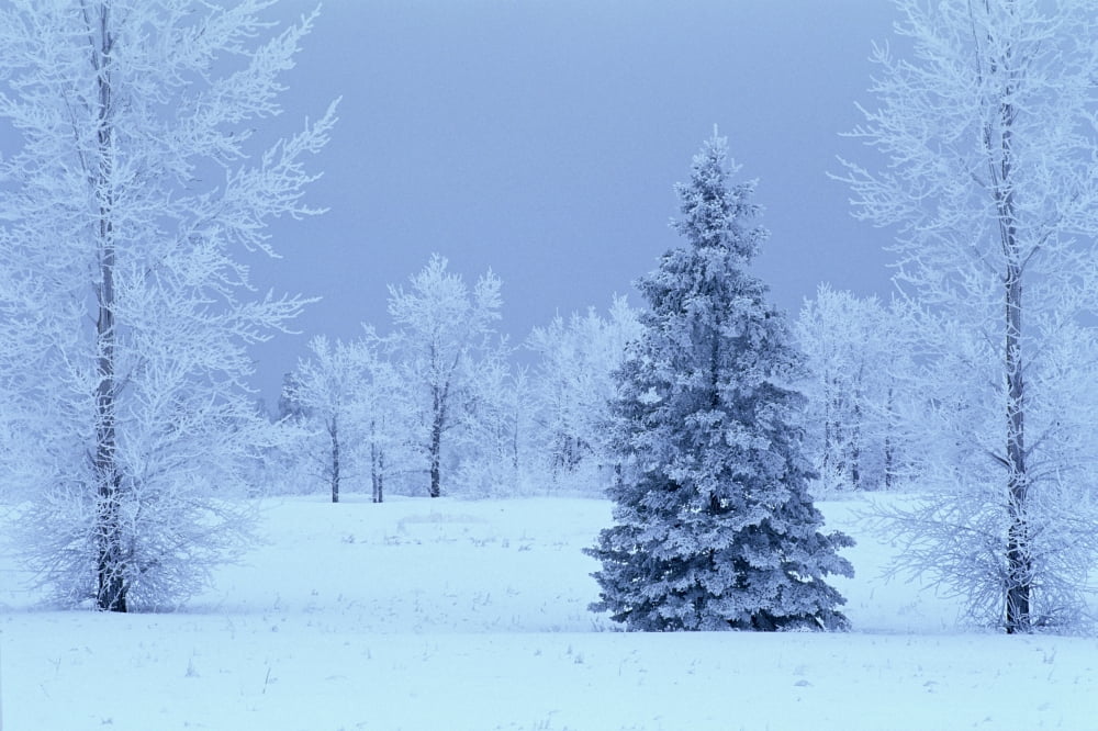 Hoarfrost On Trees In Winter Birds Hill Provincial Park Manitoba Canvas Art - Mike Grandmaison Design Pics (17 x 11)