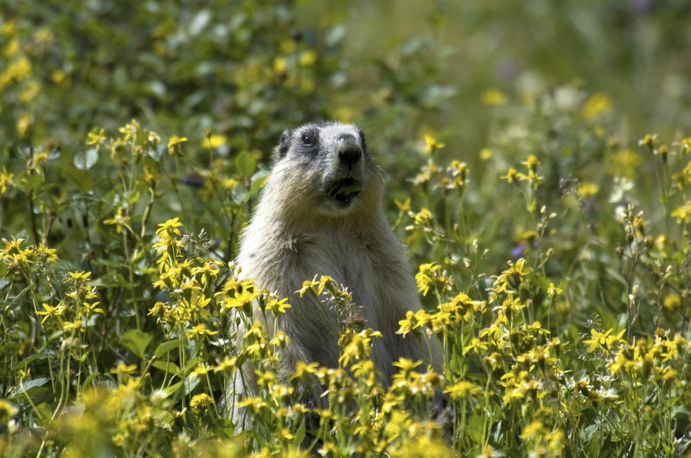 Hoary Marmot Stands Upright In A Field Of Yellow Wildflowers In Glacier National Park Montana Summer Canvas Art - Mark Newman Design Pics (17 x 11)