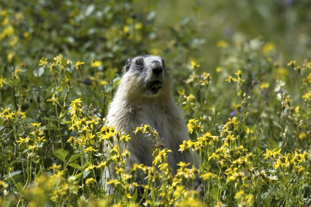 Hoary Marmot Stands Upright In A Field Of Yellow Wildflowers In Glacier National Park Montana Summer Canvas Art - Mark Newman Design Pics (34 x 22)