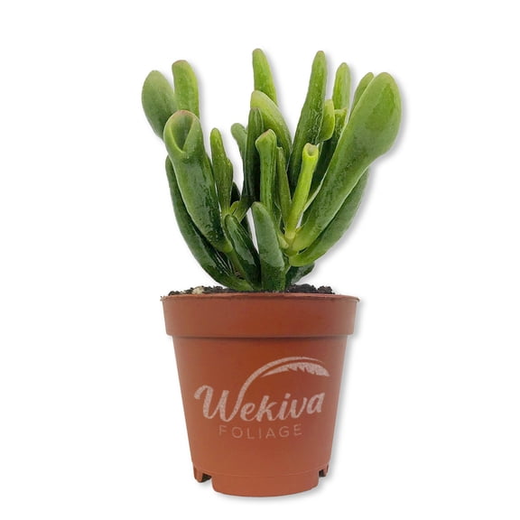 Hobbit Jade Plant - 1 Live Starter Plant - Crassula Ovata - Drought Tolerant Easy Care Succulent Houseplant