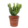thumbnail image 1 of Hobbit Jade Plant - 3 Live Starter Plants - Crassula Ovata - Drought Tolerant Easy Care Succulent Houseplant, 1 of 6