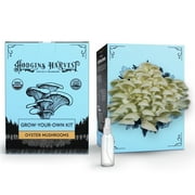 Hodgins Harvest Organic Oyster Mushroom Grow-Your-Own Kit
