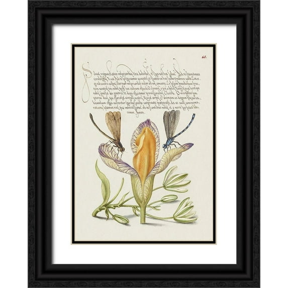 Hoefnagel, Bocskay 18x24 Black Ornate Wood Framed with Double Matting Museum Art Print Titled - From the Model Book of Calligraphy-VI