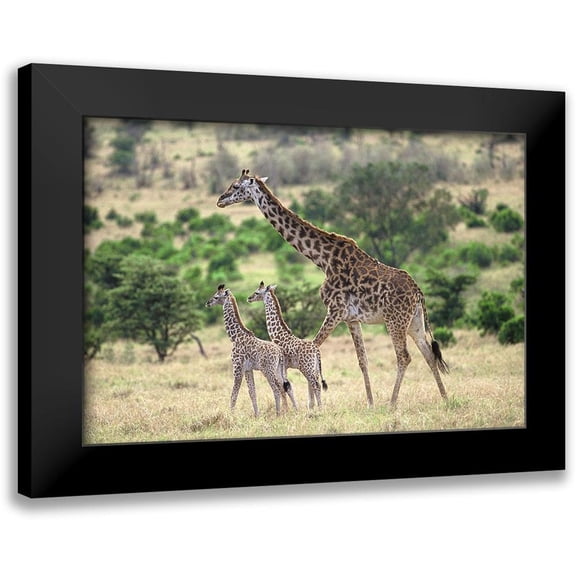 Hoenderkamp, Patrick 14x11 Black Modern Framed Museum Art Print Titled - Giraffe family
