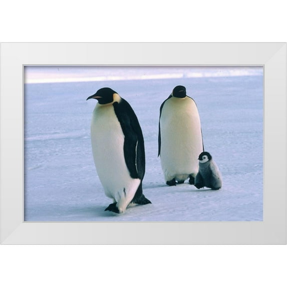 Hoenderkamp, Patrick 14x11 White Modern Wood Framed Museum Art Print Titled - Pinquin family