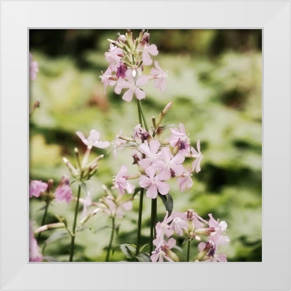 Hoey, Linda 12x12 White Modern Wood Framed Museum Art Print Titled - Garden Dreams 1