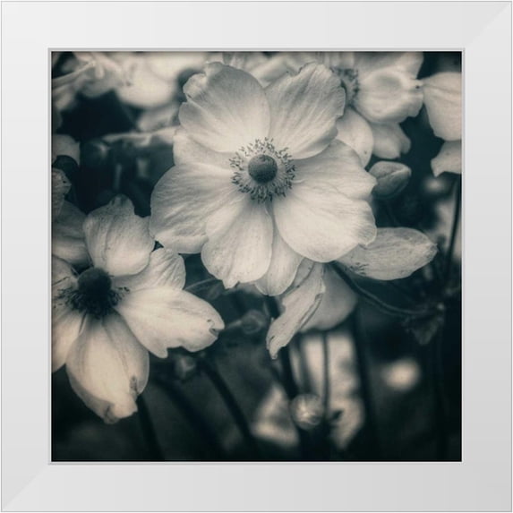 Hoey, Linda 15x15 White Modern Wood Framed Museum Art Print Titled - Blossoms At Dusk