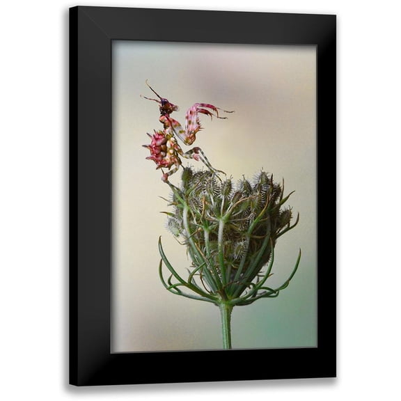 Hoffman, Jimmy 11x14 Black Modern Framed Museum Art Print Titled - Flower Mantis